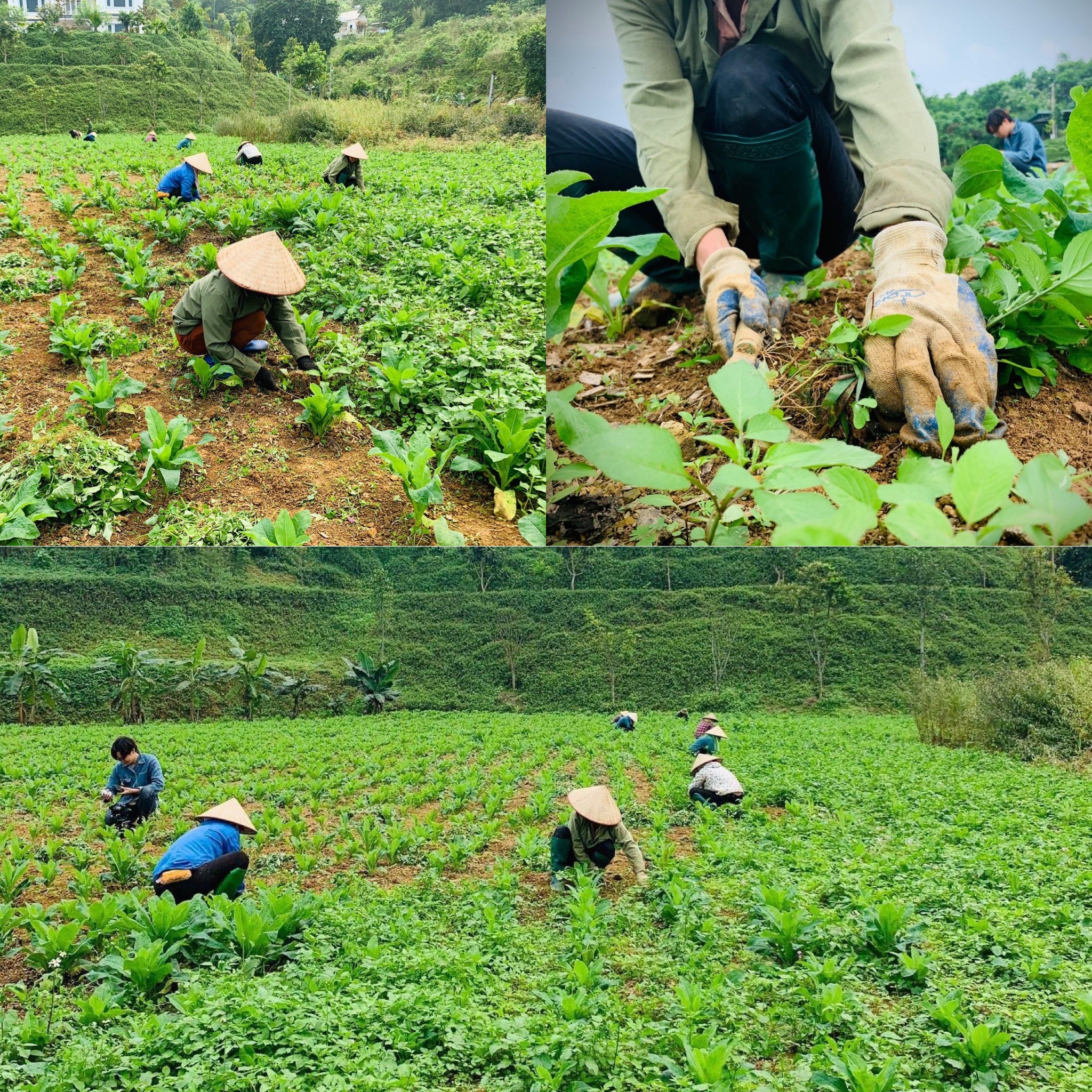 Làm cỏ cho Bồ Công Anh không sử dược thuốc hoá chất