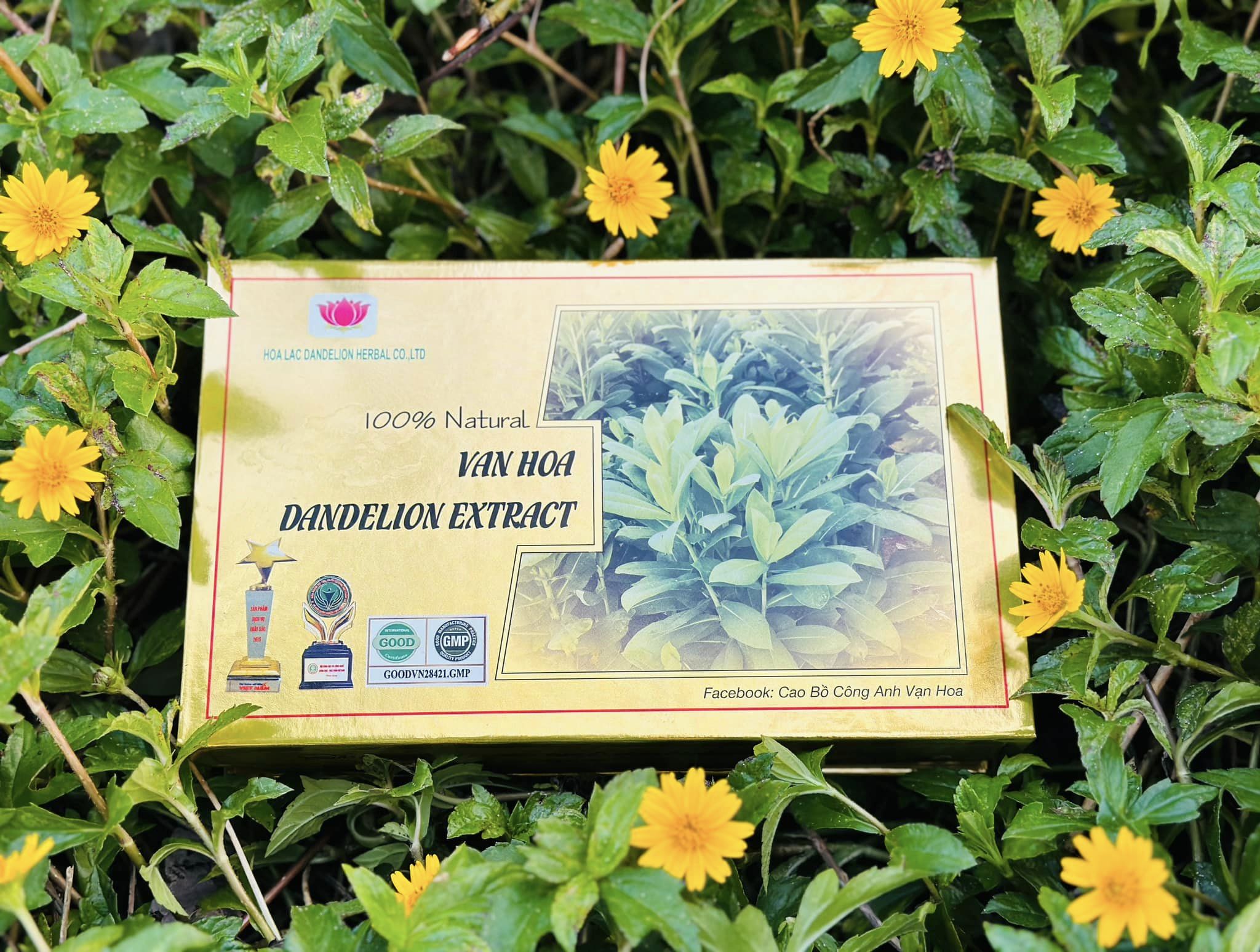 Cao Bồ Công Anh Vạn Hoa