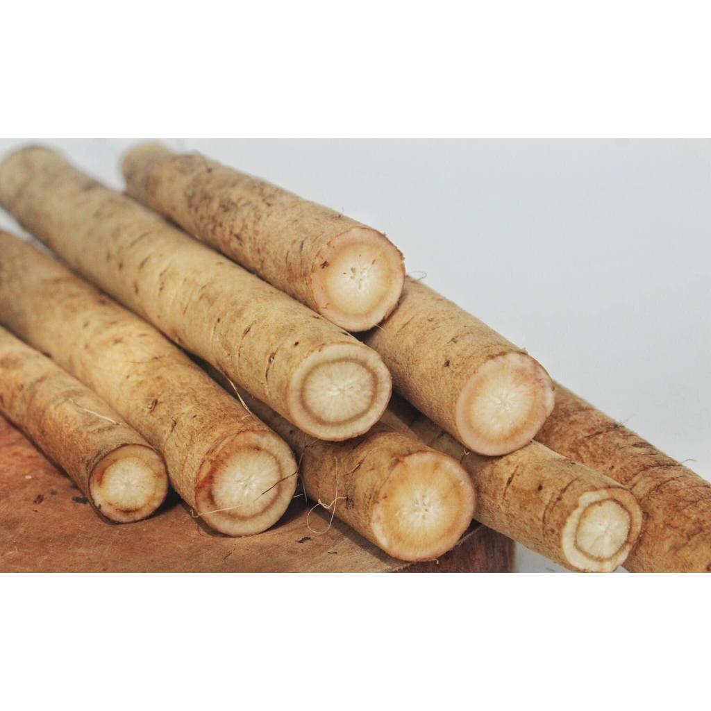 Củ Ngưu Bàng Tươi Giống Nhật