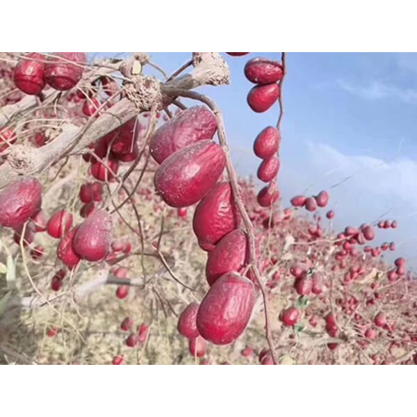 Táo đỏ tân cương - Tăng cường sức khỏe và hệ miễn dịch, giảm nguy cơ tiểu đường túi ( 500gr - 1kg )