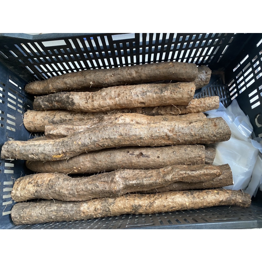 Củ Mài Nếp - Củ Hoài Sơn Sống&khô