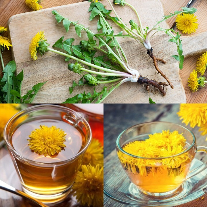 Trà Bồ Công Anh túi lọc - 36 túi lọc - Hữu cơ - Từ Đà Lạt